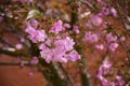 Japanese cherry blossoms the very nice red spring flowers close up Royalty Free Stock Photo