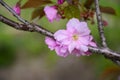 Japanese cherry blossoms the very nice red spring flowers close up Royalty Free Stock Photo