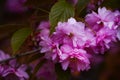 Japanese cherry blossoms the very nice red spring flowers close up Royalty Free Stock Photo