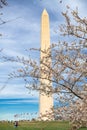 Japanese cherry blossoms in Washington DC. Washington Monument surrounded by cherry blossoms. Selective focus