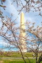 Japanese cherry blossoms in Washington DC. Washington Monument surrounded by cherry blossoms. Selective focus