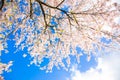 Japanese cherry blossoms. Spring concept. Royalty Free Stock Photo