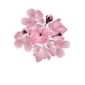 Japanese cherry. Bouquet of pink sakura blossom with bud. Isolated on white background Royalty Free Stock Photo