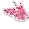 Japanese cherry. Lush branches dark pink cherry blossom close-up. Cut out of cardboard with shadow. on white Royalty Free Stock Photo