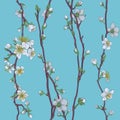 Blossom Japanese Sakura Cherry Flower Pattern Royalty Free Stock Photo