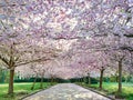 Japanese Cherry (Prunus serrulata) at bispebjerg cemetery in Cop Royalty Free Stock Photo