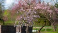 Japanese cherry (Prunus Serrulata) in bloosom. Spectacular, pink, fine flowers in the springtime. Fresh leaves. Royalty Free Stock Photo