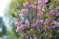 Japanese cherry (Prunus Serrulata) in bloosom. Spectacular, pink, fine flowers in the springtime. Royalty Free Stock Photo