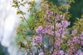 Japanese cherry (Prunus Serrulata) in bloosom. Spectacular, pink, fine flowers in the springtime. Royalty Free Stock Photo