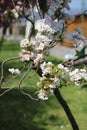 Japanese cherry, Prunus serrulata, near the lake