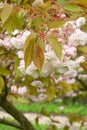 Japanese cherry Prunus serrulata Fukurokuju, semi-double pink flowers
