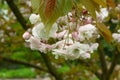 Japanese cherry Prunus serrulata Fukurokuju, with pending semi-double pink flower