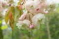 Japanese cherry Prunus serrulata Fukurokuju, pending semi-double pink flower