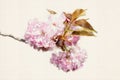 Japanese cherry, Prunus serrulata. Watercolor illustration.