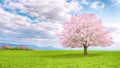 Japanese cherry sakura in bloom. Royalty Free Stock Photo