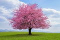 Japanese cherry sakura in bloom.