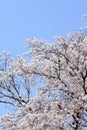 Japanese cherry (sakura) blossom Royalty Free Stock Photo