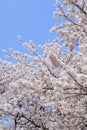 Japanese cherry (sakura) blossom Royalty Free Stock Photo