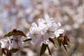 Japanese cherry Sakura blossom in spring time Royalty Free Stock Photo