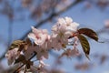 Japanese cherry Sakura blossom in spring time Royalty Free Stock Photo