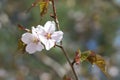 Japanese cherry Sakura blossom in spring time Royalty Free Stock Photo