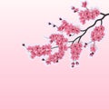 Japanese cherry, sakura. Lush branches dark pink cherry blossom close-up. Cut out of cardboard. illustration Royalty Free Stock Photo