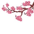 Japanese cherry, sakura. Lush branches dark pink cherry blossoms. Isolated on white