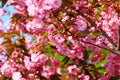 Japanese cherry, sakura tree with beautiful delicate pink flowers blooms in spring in the city park Royalty Free Stock Photo