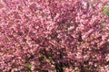 Japanese cherry, sakura tree with beautiful delicate pink flowers blooms in spring in city park. Sakura background Royalty Free Stock Photo