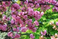 Japanese cherry, sakura tree with delicate pink flowers blooms in spring in the city park on a green background Royalty Free Stock Photo
