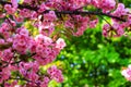 Japanese cherry, sakura tree with delicate pink flowers blooms in spring in the city park on a green background Royalty Free Stock Photo