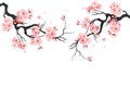 Japanese cherry sakura tree Isolated background. Branch with blossom flowers. Vector Royalty Free Stock Photo