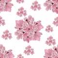 Japanese cherry. Set of bouquets of pink cherry blossom. on white background. Seamless. illustration Royalty Free Stock Photo