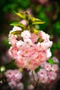 Japanese cherry-tree blossom