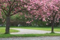 Japanese cherry tree in blossom