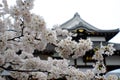 Japanese cherry tree blossom