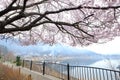 Japanese cherry tree blossom