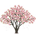 Japanese cherry tree blossom over white