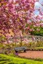 Japanese cherry tree blossom in Spirng time in Airdrie, Scotland Royalty Free Stock Photo