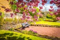 Japanese cherry tree blossom in Spirng time in Airdrie, Scotland Royalty Free Stock Photo