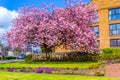 Japanese cherry tree blossom in Spirng time Royalty Free Stock Photo