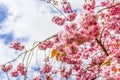 Japanese cherry tree blossom in Spirng time Royalty Free Stock Photo