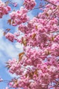 Japanese cherry tree blossom in Spirng time Royalty Free Stock Photo