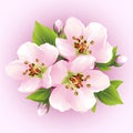 Japanese cherry tree, blossoming branch of sakura Royalty Free Stock Photo