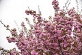 Japanese cherry Tree blossoms The very nice colorful spring flowers Ã¢â¬â macro photo Royalty Free Stock Photo