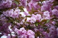 Japanese cherry Tree blossoms The very nice colorful spring flowers Ã¢â¬â macro photo Royalty Free Stock Photo