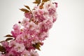 Japanese cherry Tree blossoms The very nice colorful spring flowers Ã¢â¬â macro photo Royalty Free Stock Photo