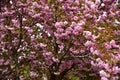 Japanese cherry Tree blossoms The very nice colorful spring flowers Ã¢â¬â macro photo Royalty Free Stock Photo