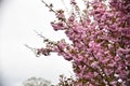 Japanese cherry Tree blossoms The very nice colorful spring flowers Ã¢â¬â macro photo Royalty Free Stock Photo