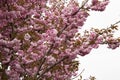 Japanese cherry Tree blossoms The very nice colorful spring flowers Ã¢â¬â macro photo Royalty Free Stock Photo